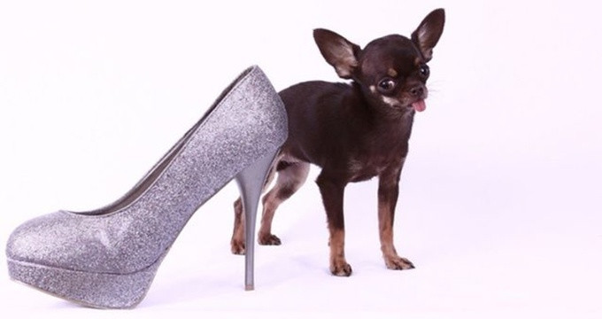 Danh hiệu con chó nhỏ nhất thế giới thuộc về Milly, thuộc giống chó Chihuahua với chiều cao 9,6cm