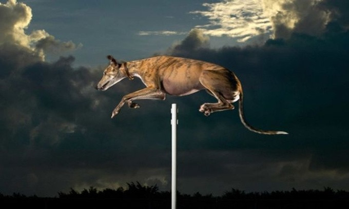 Cinderella May đã vượt qua mức xà 1,727m và trở thành con chó nhảy cao nhất thế giới