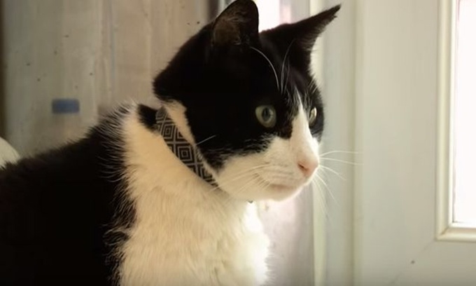 Con mèo đen trắng Merlin có thể phát ra tiếng kêu grừ grừ trong cổ họng với cường độ âm bằng 67,8 decibel (dB)