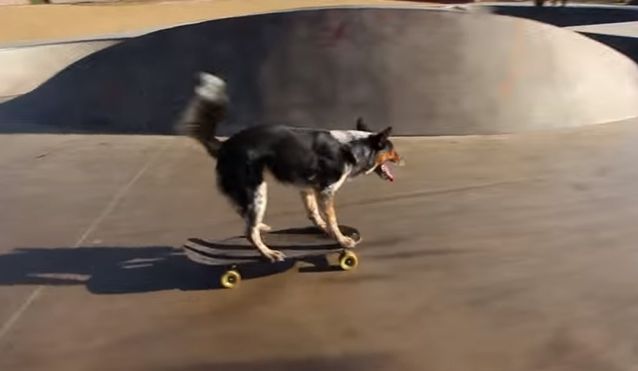 Danh hiệu con chó trượt ván nhanh nhất thế giới thuộc về Jumpy