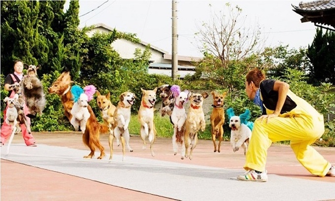 13 con chó nhảy dây tập thể
