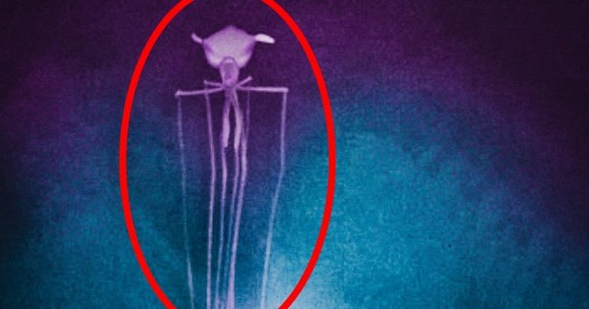 Mực khổng lồ ở vịnh Mexico