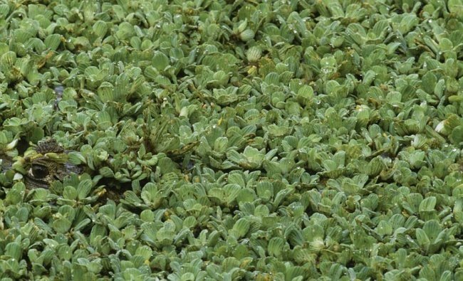 Chú cá sấu Nam Mỹ đâu rồi nhỉ!​