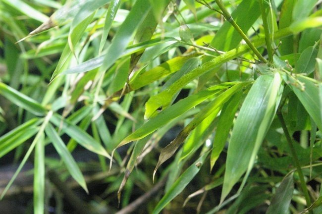 Bạn có tìm ra chú rắn xanh đâu không?