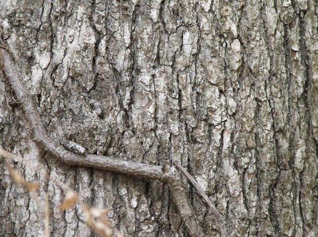 Chú ếch đang ở đâu nhỉ?