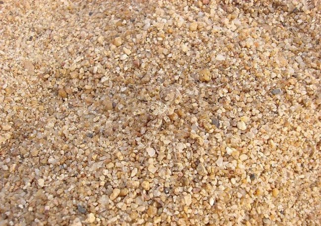 Đố bạn tìm ra nhện “tàng hình” trong bãi cát này đó!
