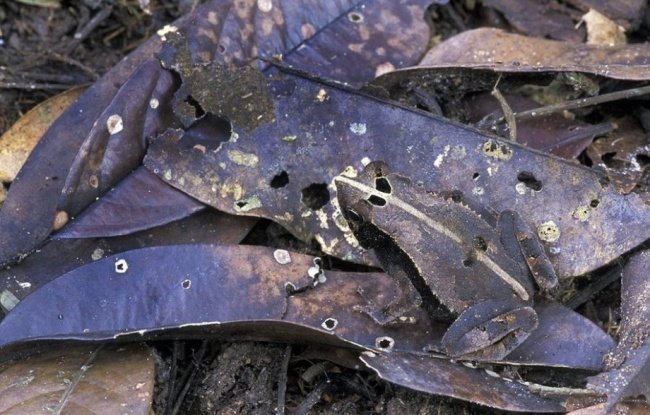 Bạn có thấy vị trí con ếch đâu không?