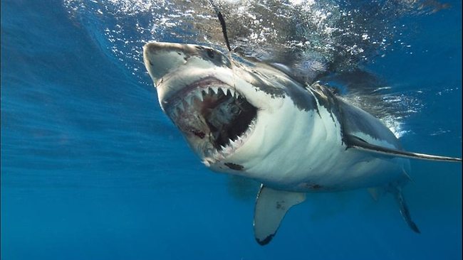 Cá mập trắng có tới 3.000 chiếc răng