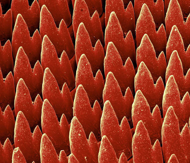 Hình ảnh răng của ốc sên dưới kính hiển vi