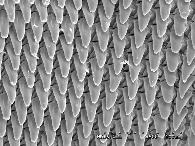 Những chiếc răng siêu nhỏ này sắp xếp thành trăm hàng