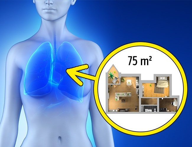 Diện tích của phổi bằng diện tích của một căn hộ 75m2