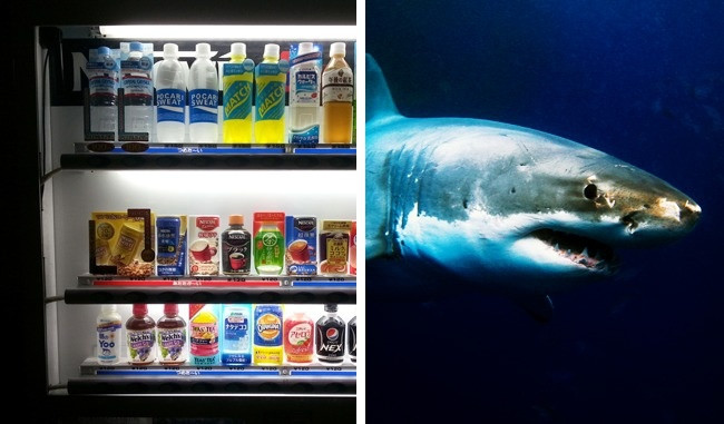 Máy bán hàng tự động giết nhiều người hơn cả cá mập