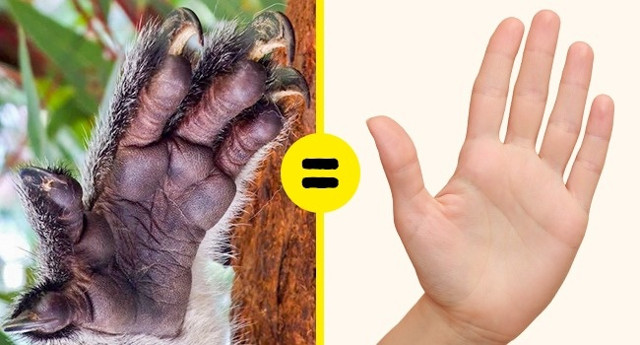 Vân tay của gấu Koala và người giống hệt nhau