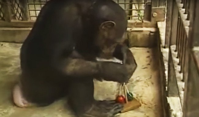 Con tinh tinh cũng vậy