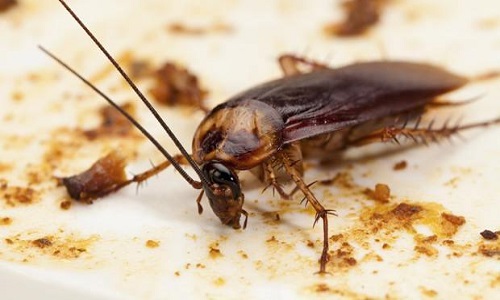 Loài gián cánh cứng Thái Bình Dương có thể sản xuất sữa để nuôi con non