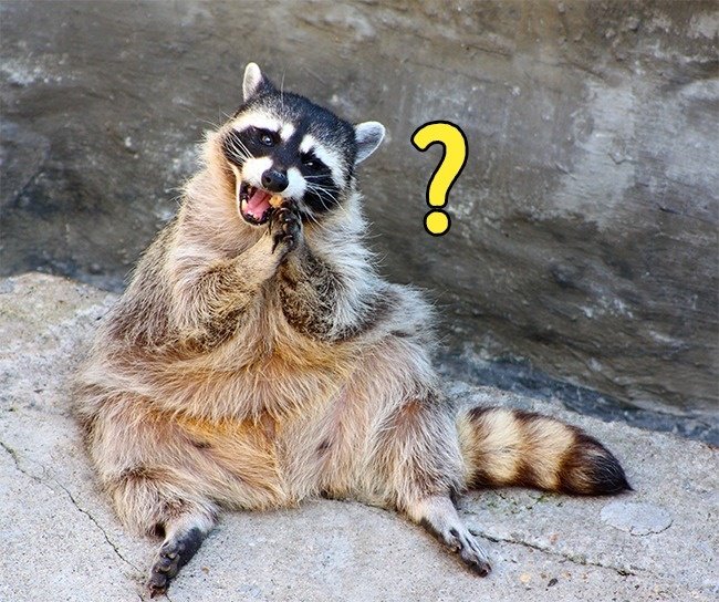 Tại sao gấu mèo Mỹ lại có thói quen rửa đồ ăn?