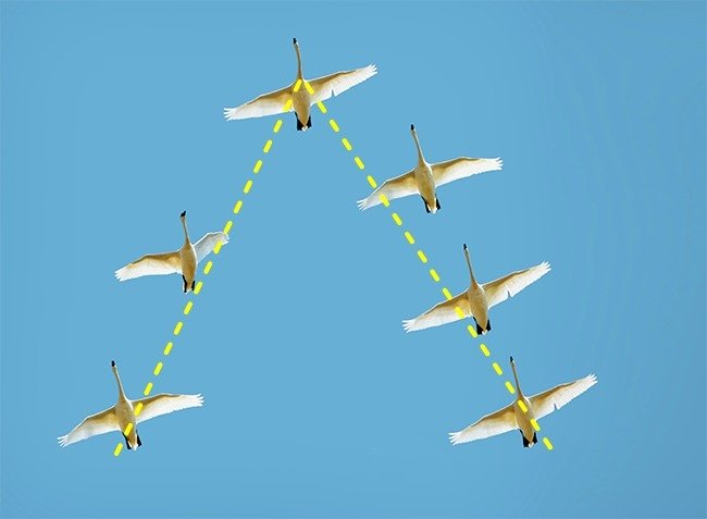 Tại sao những con chim lại bay theo hình chữ V ngược trên bầu trời?