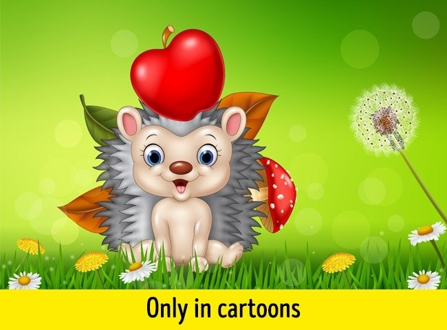 Tại sao một con nhím luôn mang theo "quả táo" trên lưng?