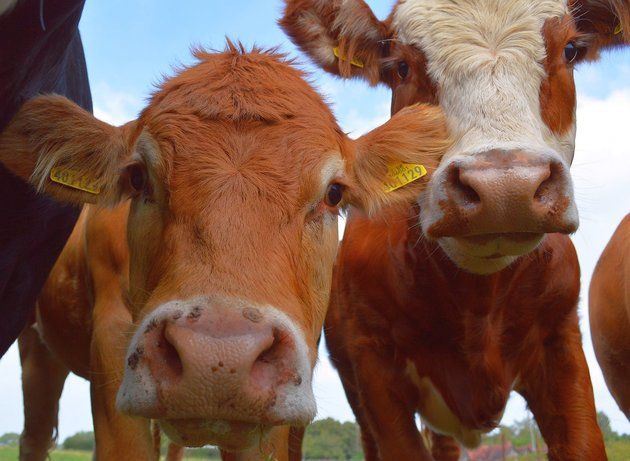 Bò mang lại nhiều lợi ích cho con người