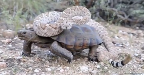 Rắn đuôi chuông lười biếng cưỡi nhờ lưng rùa cạn