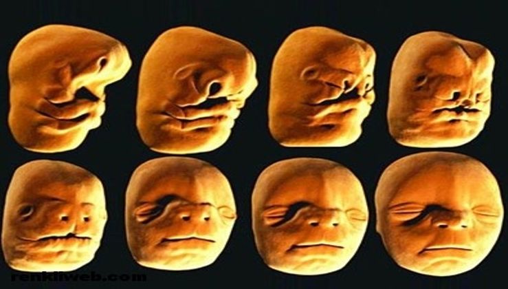 Mặt em bé hình thành trong bụng mẹ như thế nào? 