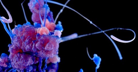 Kinh ngạc với vẻ đẹp không tưởng của các phản ứng hóa học