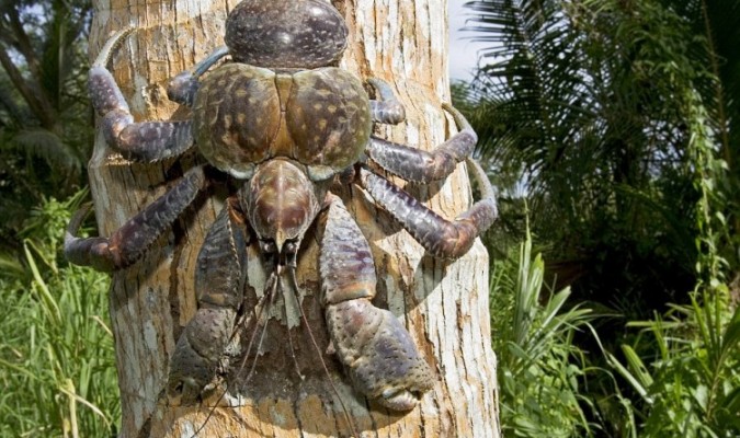 Cua dừa sinh sống ở trong hang động dưới lòng đất tại một số hòn đảo tại Ấn Độ Dương