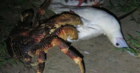 Cua dừa tấn công, giết chết chim điên đang ngủ để ăn thịt