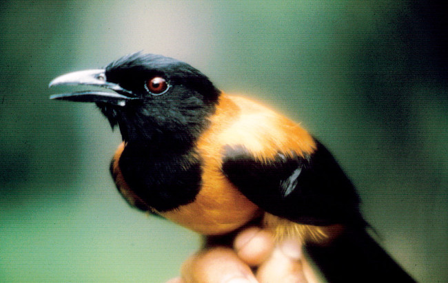 Chim có độc Pitohui