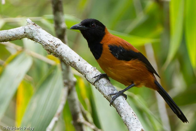 Pitohui chỉ có ở Papui New Guinea 