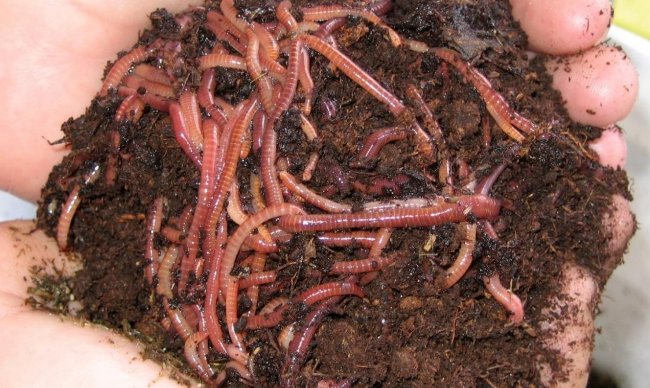 Nhân viên bắt giun