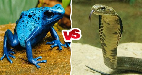 Sự khác biệt giữa nọc độc của rắn và độc tố của cóc