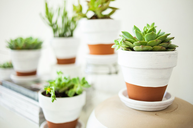  Chậu cây cảnh nhỏ