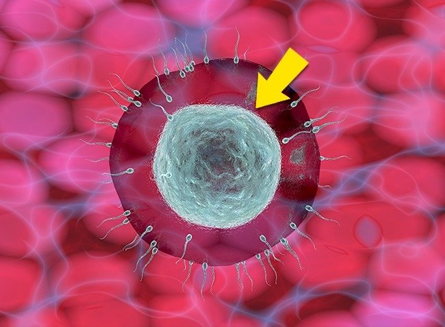 Tăng khả năng thụ thai