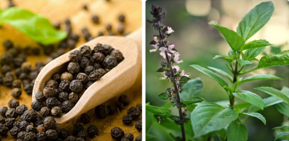 Giảm đau răng nhờ hạt tiêu và húng quế 