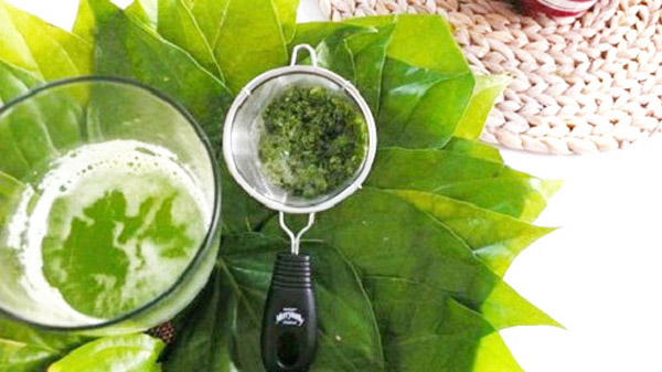 Khỏi nhức răng tức thời với lá trầu không, lá ổi 