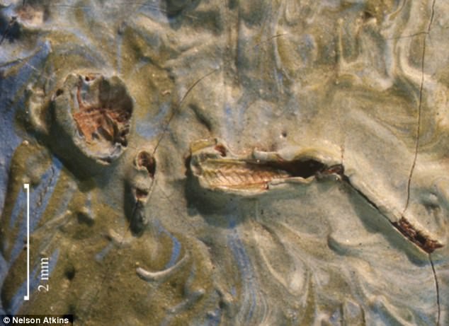 Vật thể lạ trong bức tranh 