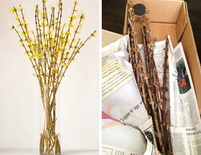 Hoa đâu hết cả rồi mà trông như cành củi khô vậy