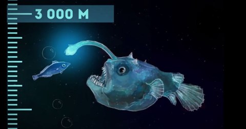 Độ sâu lớn nhất dưới đại dương phát hiện có sinh vật sống