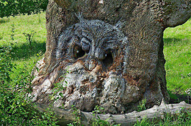 Khuôn mặt con cú xuất hiện trên thân cây cổ thụ