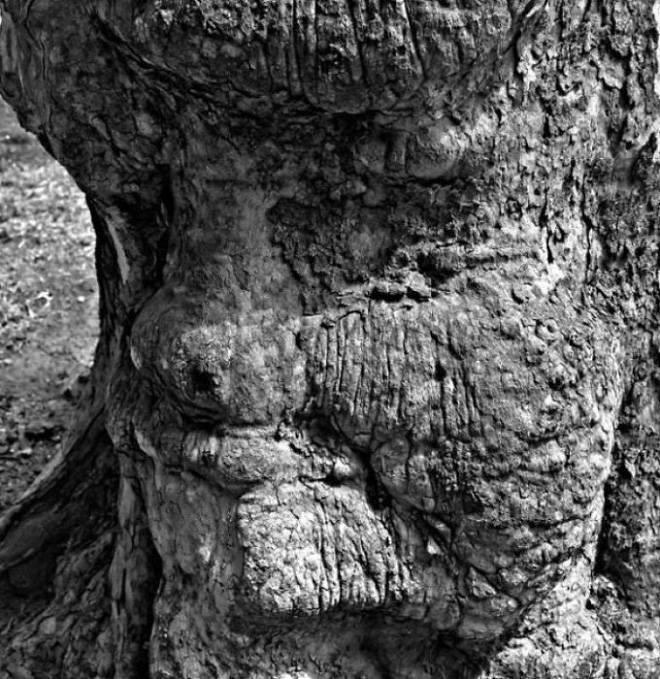 Thân cây sần sùi trông giống với khuôn mặt khổ sở của một ông lão 