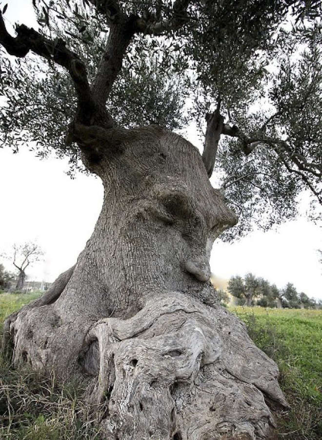 Vua Thủy Tề “nhập” vào gốc cây này có phải không? 