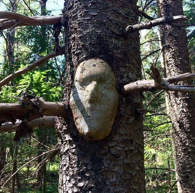 Khuôn mặt không mắt mũi nằm chắn ngang trên thân cây khiến nhiều người không khỏi kinh sợ khi trông thấy lần đầu 