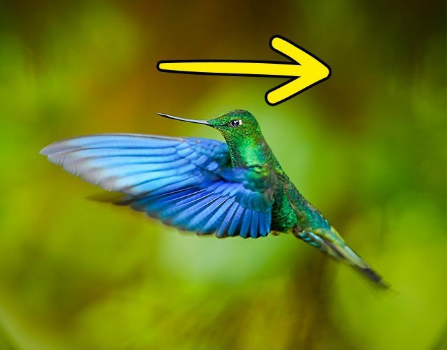 Chim ruồi loài chim có thể bay ngược