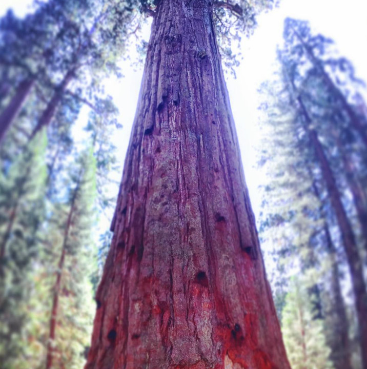 Các cây cổ thụ có thể sống nhiều năm trong bóng tối 