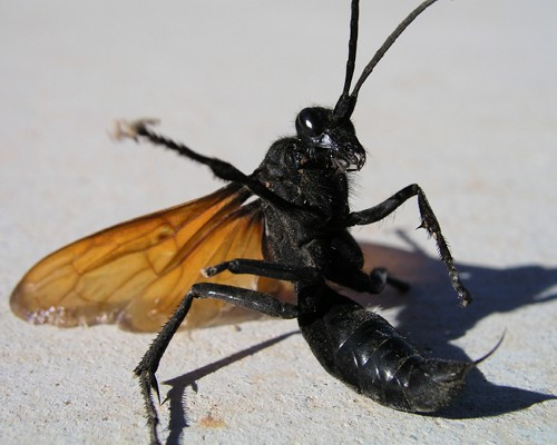 Ong bắp cày Tarantula Hawk 