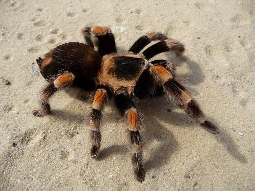 Con nhện Tarantula
