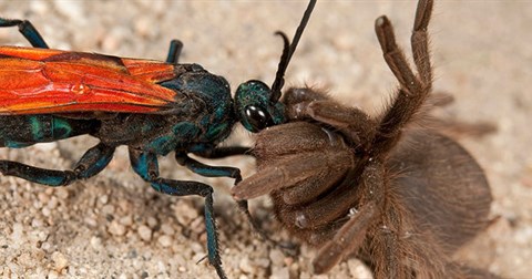 Nhện độc Tarantula “gục ngã” trước những cú chích độc của ong bắp cày