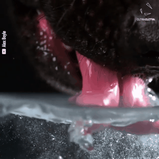 Chó đã tạo ra một gấp khoảng 8 lần so với trọng lực để hình thành cột nước mạnh nhằm kéo nước lên