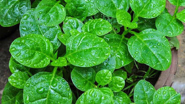 Chữa trị bằng rau mồng tơi 